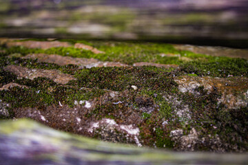 Close-up of mossy floor