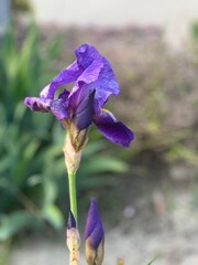 Iris