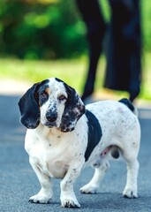 Basset Hound enjoying the sunshine