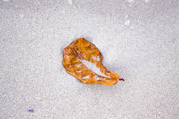 A yellow leaf on beach sand. Summer vacation concept