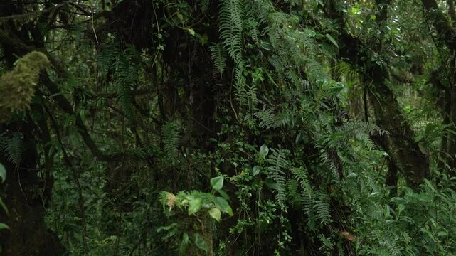 Revelando la vegetaci&oacute;n exuberante bajo la lluvia en un bosque tropical h&uacute;medo de Costa Rica, con &aacute;rboles y plantas llenos de musgo