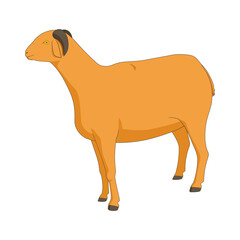 Vector illustration of goat. Isolated on a white background. Livestock animal
