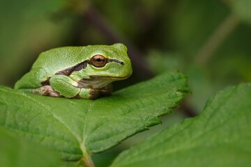 Green tree frog resting on a leaf.