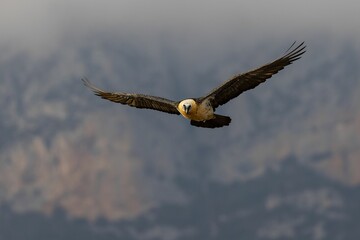 Bearded vulture soaring against misty mountains.