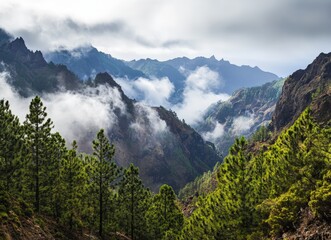 Obraz premium Majestic mountain range shrouded in mist, with lush pine forest in foreground.