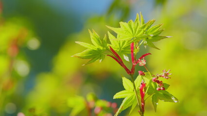 Japanese Maple Latin Name Acer Palmatum. New Green Leaves Of Acer Palmatum. Close up.