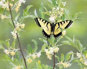 Beautiful eastern tiger swallowtail butterfly Papilio glaucus on flowering autumn olive Eleagnus umbellata