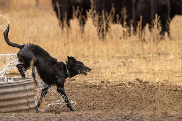 Ranch working dog herding cattle cools off in cattle trough to keep from overheating.