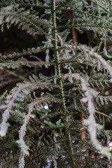 Close-up of delicate pine branches with fine, textured needles, showcasing the natural detail and lush green tones of the foliage.