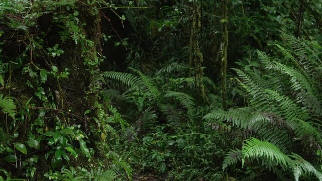Helechos y vegetaci&oacute;n cubiertos de musgo bajo la lluvia en un bosque tropical h&uacute;medo de Costa Rica