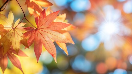 Fototapeta premium Autumn background with maple leaves and bokeh,Fall blurred background, Yellow and red maple leaves are flying and falling down. Autumnal landscape.water drop on leaf,space for text.