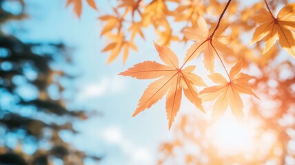 Autumn background with maple leaves and bokeh,Fall blurred background, Yellow and red maple leaves are flying and falling down. Autumnal landscape.water drop on leaf,space for text.