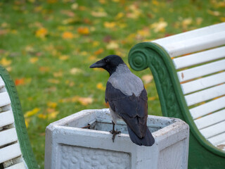 grey crow sitting on a urn in an autumn