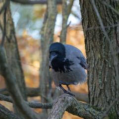 Fototapeta premium portrait of a crow on a tree