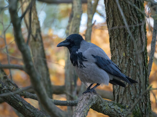 crow on a tree in an autumn park