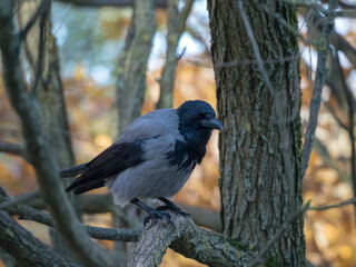crow on a tree in an autumn