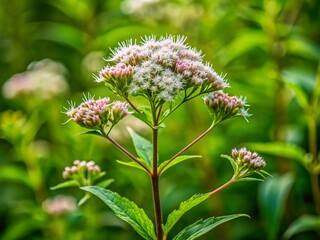 A panoramic photograph showcasing the beauty and grandeur of wild hemp agrimony.