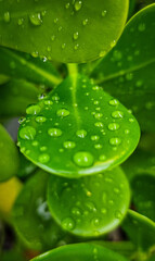 Fototapeta premium leaf with drops