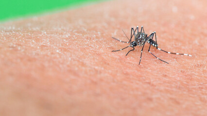 Macro of a Aedes aegypti Mosquito that is a vector of dengue fever Feeding on Human Skin