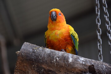 Colourful birds suitable for wall papers