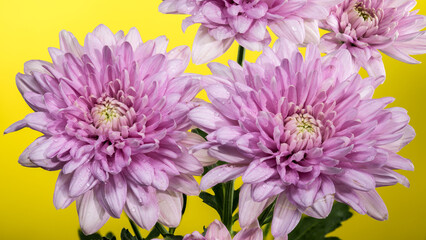 Pink Chrysanthemum multiflora on a yellow background