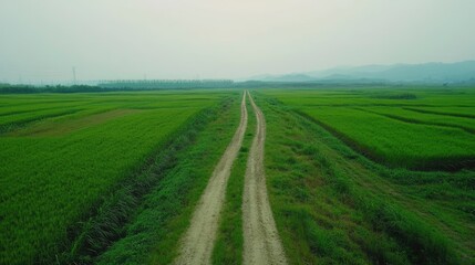 Dirt road in the green field