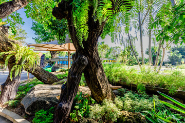 Obraz premium natural background of many species of plants that are laid out in the park, for the propagation of the species and to provide shade for those who stop by while traveling to study the ecology.
