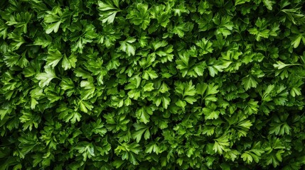 Obraz premium Explore the detailed texture and lush greenery of parsley leaves