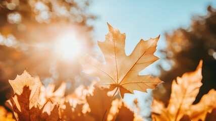 Autumn background with maple leaves and bokeh,Fall blurred background, Yellow and red maple leaves are flying and falling down. Autumnal landscape.water drop on leaf,space for text.