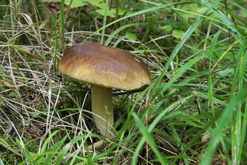 Porcini mushrooms growing naturally in a lush green forest setting