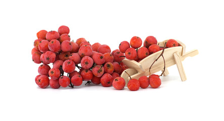 Fresh Red Rowan Berries with Wooden Wheelbarrow Display Isolated on White Background