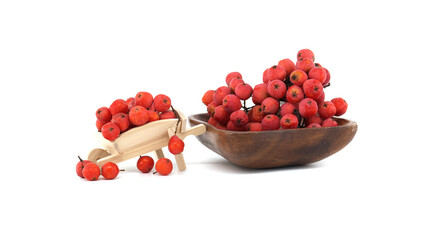 Red Rowan Berries in Wooden Bowl and Mini Wheelbarrow Isolated on White Background
