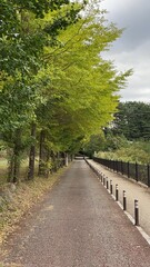 The Ginkgo trees along the street are at their peak color and so beautiful.