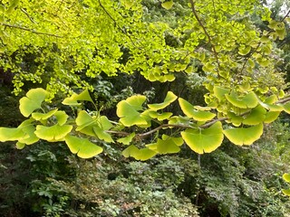 The autumn foliage of the Ginkgo trees lining the road looks spectacular!