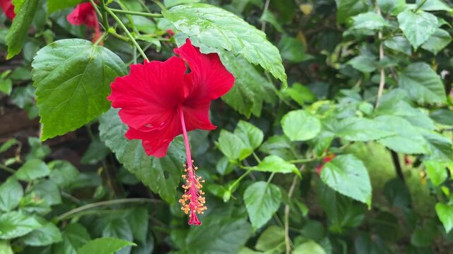 Red jaba or china rose flowers bloomed on the tree.