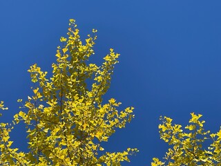 Autumn is my favourite season because of the beautiful red and yellow foliage.
