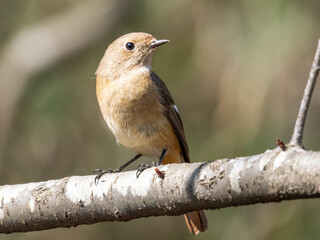 枝の上のジョウビタキ