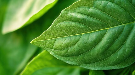 Explore the intricate veins of fresh basil leaves in macro detail