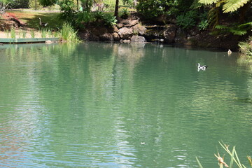 Scenic pond image with boat in the pond