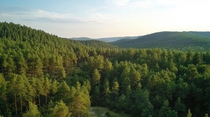 Obraz premium Aerial view on green pine forest 