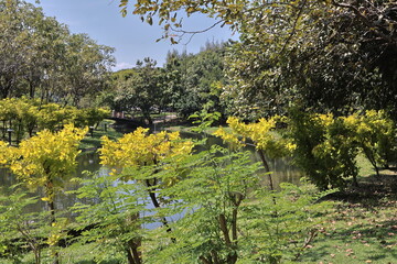 spring in the park and lake beautiful nature in garden park Thailand travel 