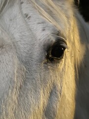 White Horse