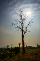 Long exposure image of dead tree behind the moon and moving clouds at night