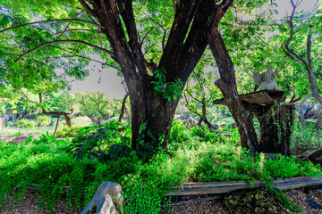 natural background of many species of plants that are laid out in the park, for the propagation of the species and to provide shade for those who stop by while traveling to study the ecology.