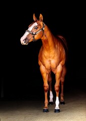 Obraz premium Posing Pretty