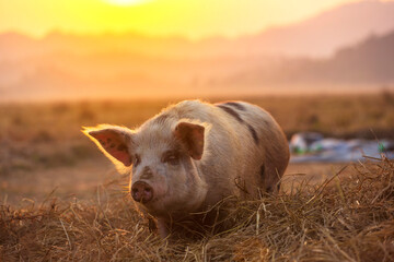 Pig on rice straw at a rural farm after sunset © isarescheewin
