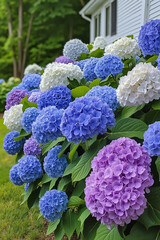 A vibrant garden with a variety of colorful flowers, including blue and purple hydrangeas, blooming in front of a white house