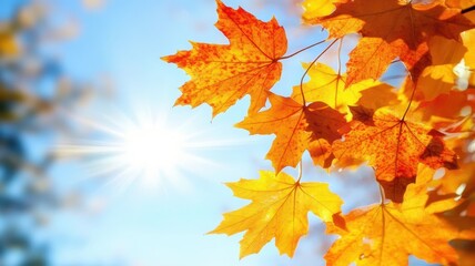 Autumn background with maple leaves and bokeh,Fall blurred background, Yellow and red maple leaves are flying and falling down. Autumnal landscape.water drop on leaf,space for text.