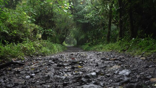 Toma a ras de suelo de un sendero fangoso bajo la lluvia en un bosque tropical h&uacute;medo de Costa Rica
