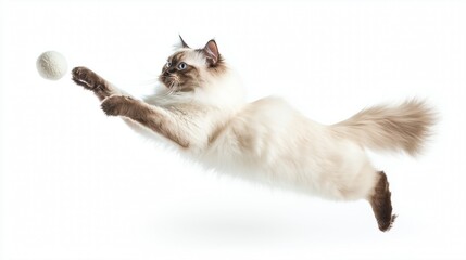 lovely  ragdoll cat on white isolate background